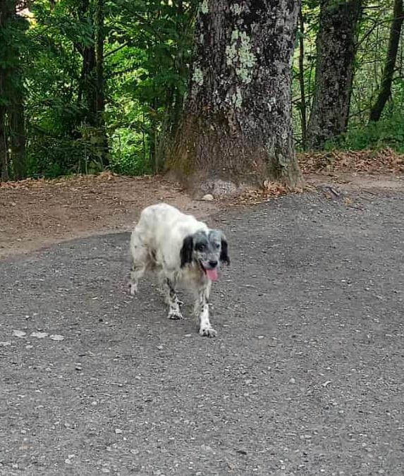 🌟🌟Spillo , splendido setter inglese lo Vuoi rendere felice ? 🐶 Foto 3